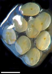 Veronica plebeia. Wetted seeds in mucilage. Scale = 1 mm.
 Image: P.J. Garnock-Jones © P.J. Garnock-Jones CC-BY-NC 3.0 NZ